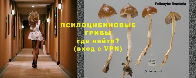 ссылка на мегу онион  Нальчик  Галлюциногенные грибы Psilocybe  купить  цена 